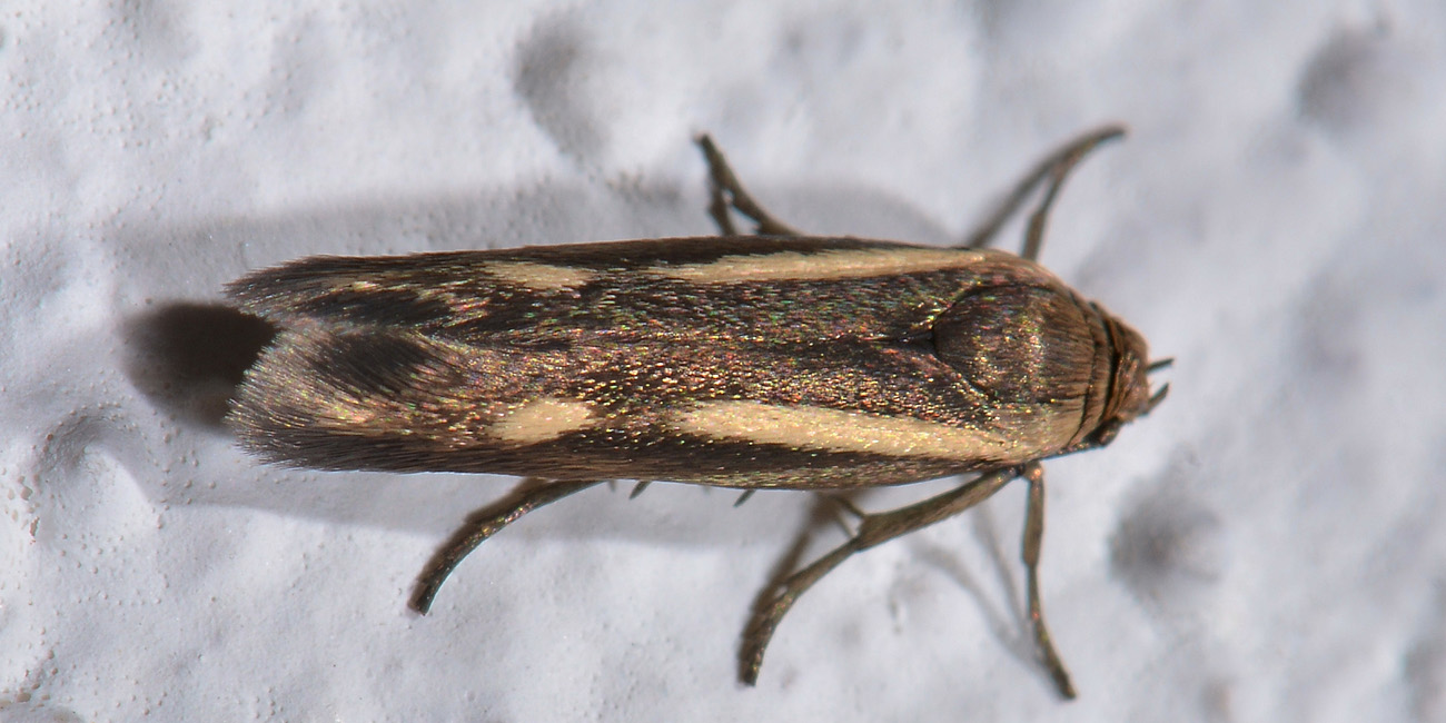 Scythrididae,  Scythris knochella? S